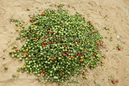 Image du Maroc Professionnelle de  Avec l'introduction des cultures sous abris serres, la région de Dakhla est devenue en très peu de temps célèbre pour ces productions de fruits et légumes destinés à l’export.  Sous d’immenses serres, la production des tomates en grappes bénéficie d’un climat phénoménalement ensoleillé, tempéré et régulier, Mardi 21 Novembre 2006. (Photo / Abdeljalil Bounhar) 